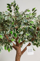 Ficus Tree (3 Sizes) Homekode 