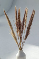 Brown Dried Pampas (10 stems) Homekode 