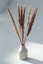 Brown Dried Pampas (10 stems) Homekode 