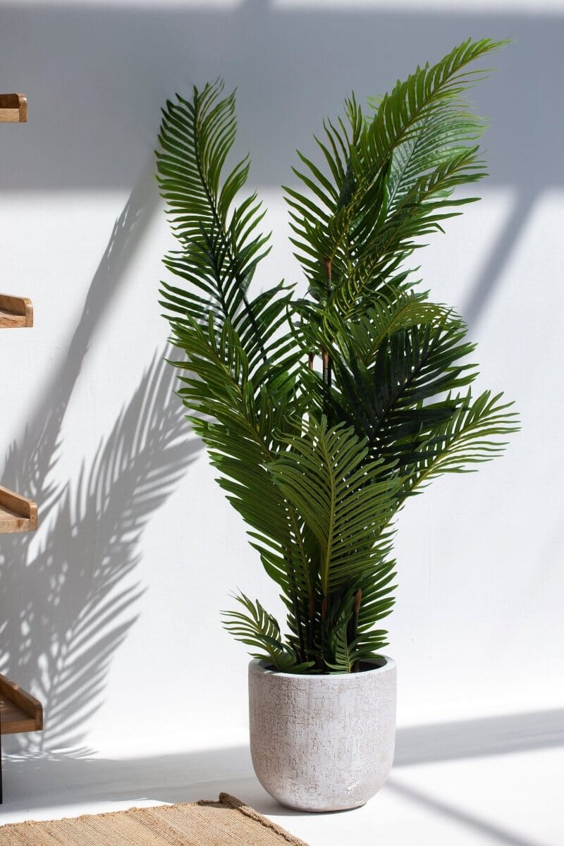 Areca Palmificial Plant (Pot not included)