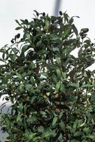 Olive Artificial Tree (4 Sizes) (Pot not included) FLO 