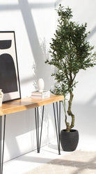 Olive Tree with olivesificial Plant (Pot not included)