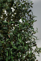 Olive Artificial Tree (4 Sizes) (Pot not included) FLO 