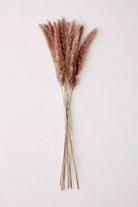 Dried Fountain Grass Bunch Homekode 